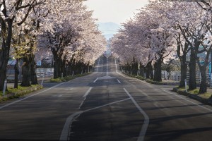 cherry blossoms g56d8176e8 1280