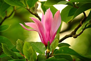 magnolia 4159218 1280