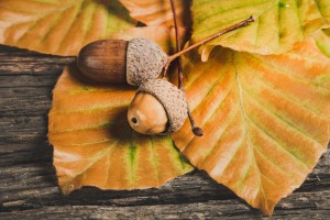 acorns 5646979 1280