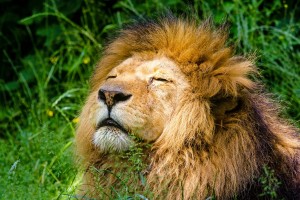african lion 951778 1280