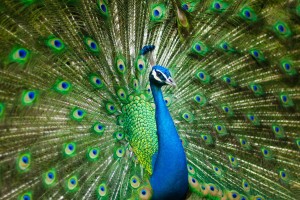 beautiful male peacock 2363750 1280