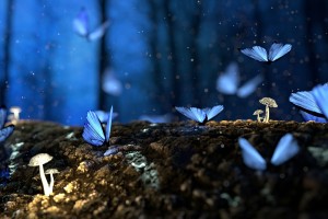 butterfly 2049567 1280