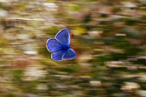 butterfly 2837589 1280