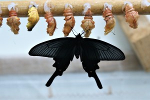 butterfly 4298544 1280