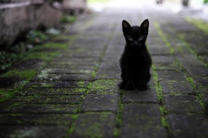 cat 3169476 1280