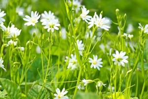 chickweed