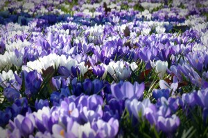 crocus 1261310 1280