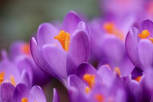 crocus 8575610 1280
