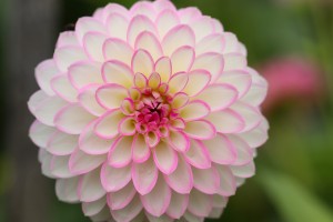 dahlia 4539336 1280