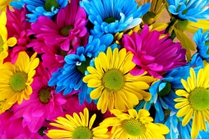 daisies 54663 640