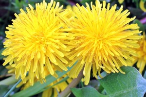 dandelion 1359437 1280