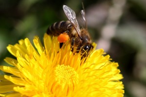 dandelion 3294084 1280
