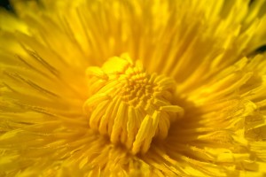 dandelion 3383961 1280