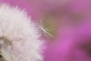 dandelion 950747 1280