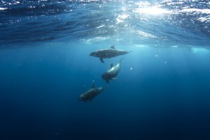 dolphins 918752 1280