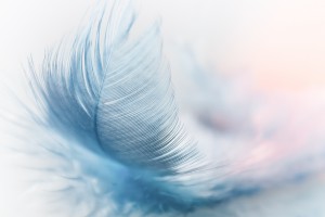 feather 3010848 1920