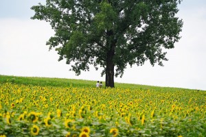 field 5375784 1280
