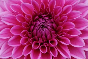 flower garden 1642455 1280