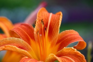 flower gf5e9c1241 1280