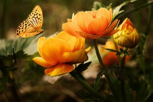 flowers 19830 1280
