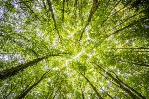 forest 2800784 1280