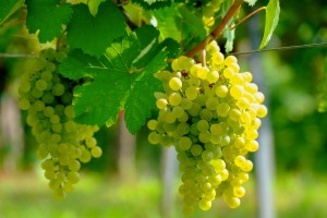 grapes 4479871 1280