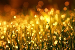 grass 3375344 1280