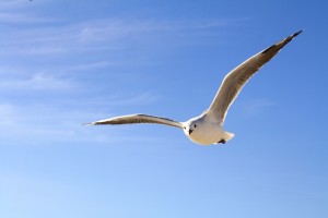 gull 456727