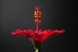 Hibiscus