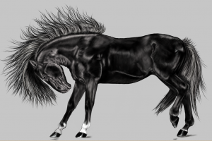 horse 1940660 1280