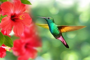 hummingbird 5171798 1280