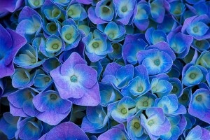 hydrangeas 7367535 1280