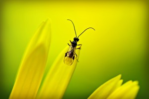insect 4174863 1280