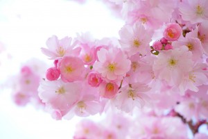 japanese cherry trees 324175 1280