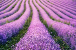 lavenders 6484003 1280