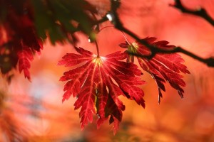 leaves g96fc82bd8 1280