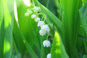 lily of the valley 3410799 1280
