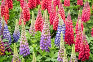 lupins 8027045 1280