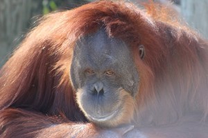 orangutan 481007 640