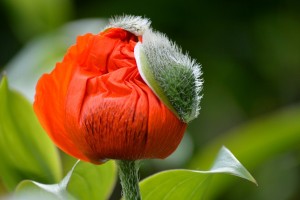 poppy gca2c46e54 1280