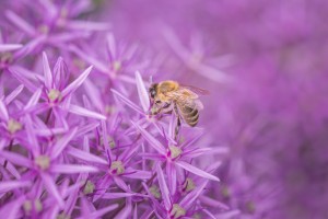 purple 4429887 1280