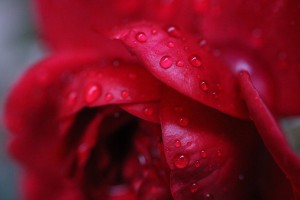 rose 4979120 1280