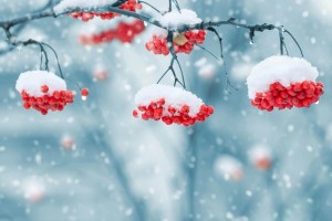 snow on berries 1379880 640