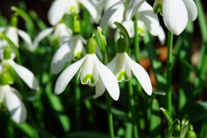 snowdrop 1025050 1280