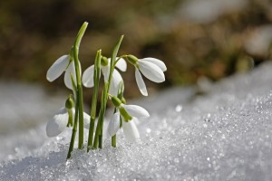 spring 1166564 1280
