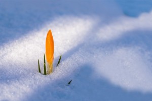 spring awakening 3132112 1280