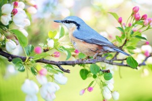 spring bird 2295431 1280