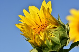 sunflower 5399291 1280