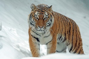 tiger 1975790 1280
