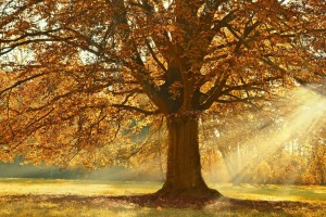 tree 4637270 1280